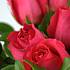 Pink Roses is an arrangement that comprises of Thirty stems of the finest grade fresh Pink Roses, delivered tight headed.