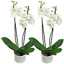 A full view of our phalaenopsis plant available now for next-day flower delivery from Clare Florist