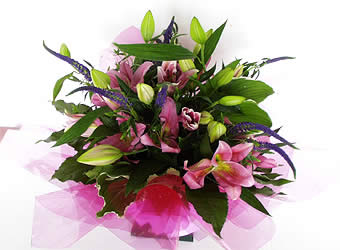 Lily Pink