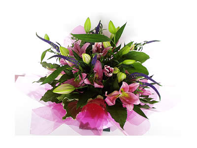 Lilly Pink