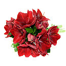 red amaryllis