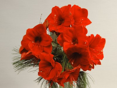Amazing Amarylis