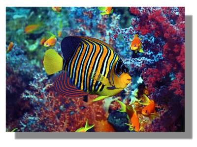Regal Angelfish