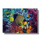 Regal Angelfish greetings card