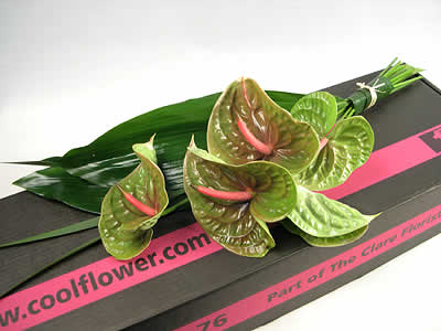 Contemporary Anthuriums