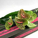 aspidistra leaves
anthuriums
green anthuriums
midori anthuriums