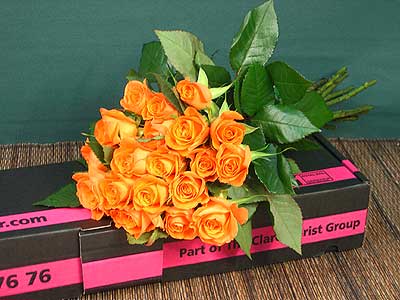 Ginger Rose