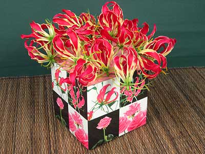 Glorious Gloriosa