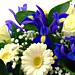 Shades of blue iris and trachelium mixed with white chrysanthemums make a perfect welcome for the new baby boy. Shades of blue iris and trachelium mixed with white chrysanthemums make a perfect welcome for the new baby boy.