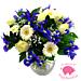 Shades of blue iris and trachelium mixed with white chrysanthemums make a perfect welcome for the new baby boy. Shades of blue iris and trachelium mixed with white chrysanthemums make a perfect welcome for the new baby boy.