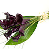 Black Magic Calla Lilies