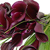 Stunning Black Magic Calla Lilies
