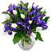 The Blue Dew bouquet consists of blue hyacinths with crisp fresh tulips tucked between them to provide a classic spring colour display.
