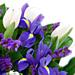 The Blue Dew bouquet consists of blue hyacinths with crisp fresh tulips tucked between them to provide a classic spring colour display.