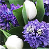 Blue Dew (�34.99) - A wonderful scented spring bouquet of blue hyacinths with crisp white tulips tucked between