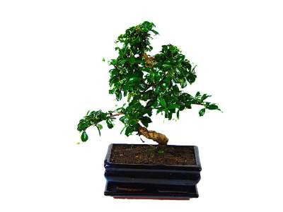 Garden Plants & Bushes Bonsai Tree