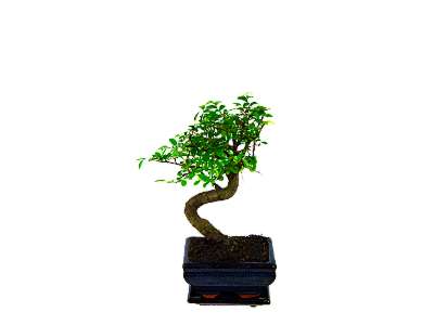 Garden Plants & Bushes Bonsai Tree