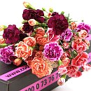 spray carnations mixed