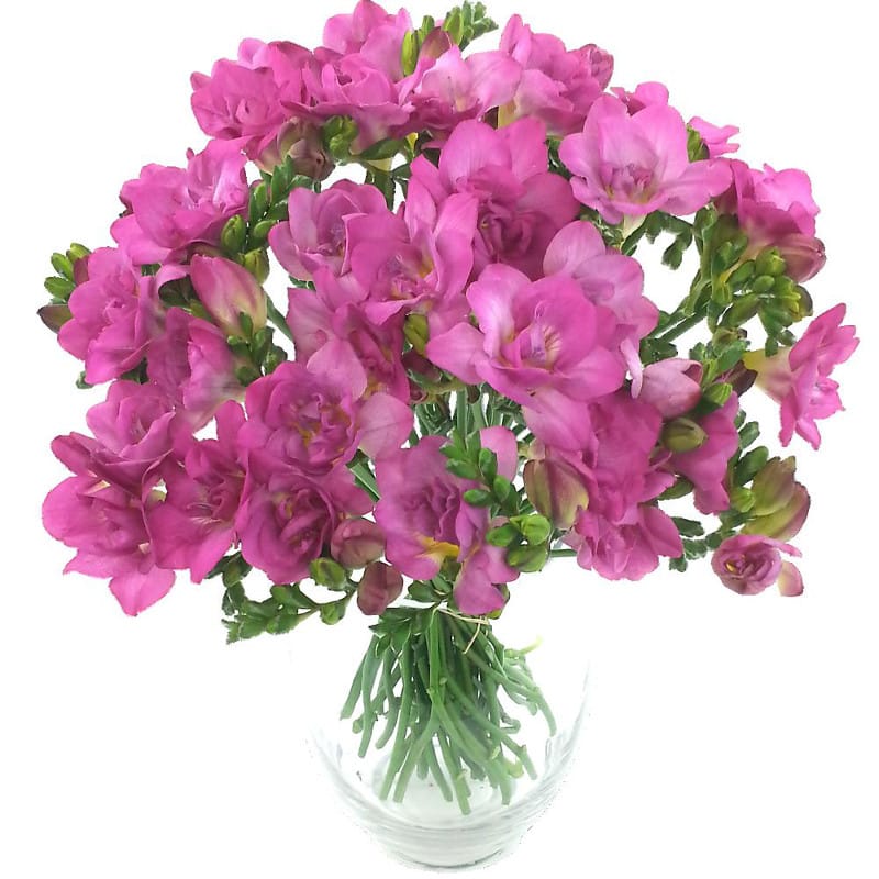 Picture of Irresistible Cerise Freesia Bouquet