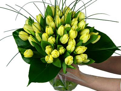 50 Lemon Tulips
