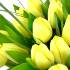 Close up of 50 Lemon Tulips - A dazzling display of vibrant spring flowers.