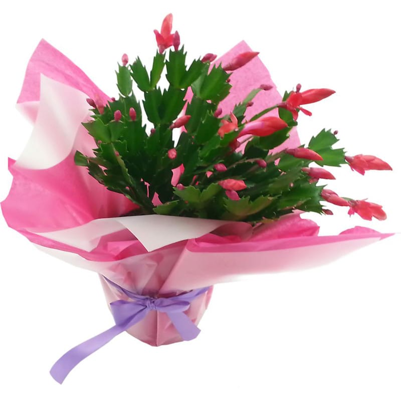 christmas cactus - order christmast cactus from clare florist