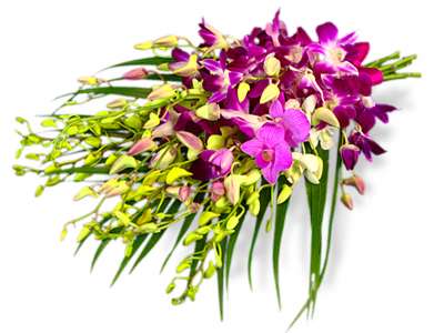 Exotic orchids