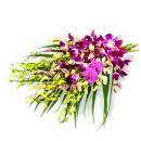 miniature orchids