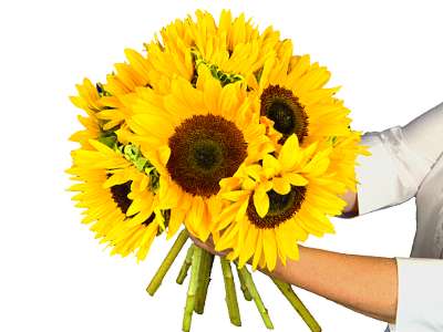 Sunflower Surprise