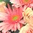 Pink Delight Bouquet - Packed with pink roses, germinis, hypericum and foliage.