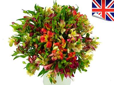 British Alstroemeria