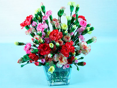Carnation Creation