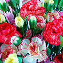 Carnation