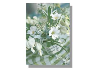 Clareflorist Daisies