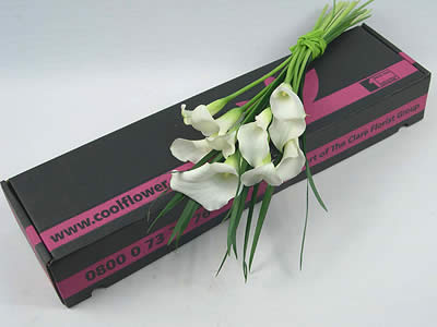 Calming Callas