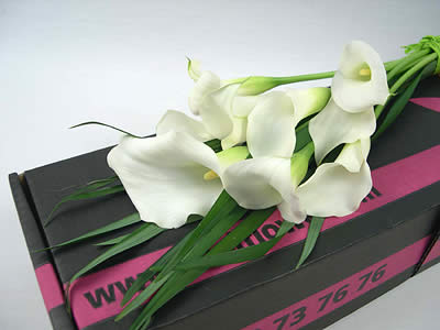 Calming Callas