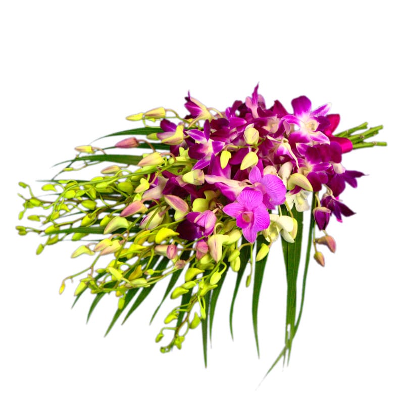 Exotic orchids