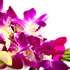 A close up of the Exotic Orchids showing their soft velvety quality!