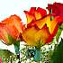 lovely mixed FAIRTRADE roses bouquet - guarantees a better deal for Third World Producers.