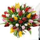 Our magnificent Tulips. Bright and stunning, with all the colours of the rainbow. A colour sensation!