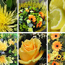 A lovely collection of yellow flowers