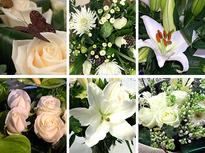 Picture of White Flower Collection