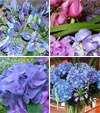 A wonderful collection of blue flowers