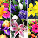 Seasonal Flower bouquet