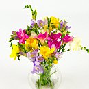 Scented Freesia