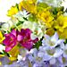 Close up view of Freesia fragrance, a luxury arrangement of 40 stems of Freesia flowers availlable for next day free delivery..