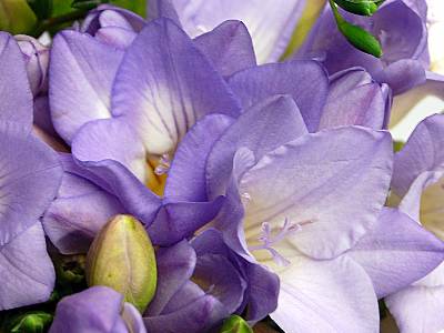Purple Freesia