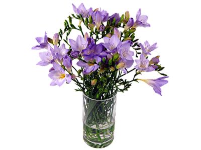 Purple Freesia
