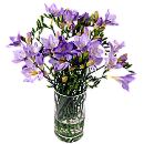 Purple Freesia