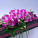 miniature orchids
